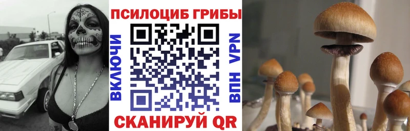 Купить  Светлоград  Псилоцибиновые грибы Psilocybine cubensis 